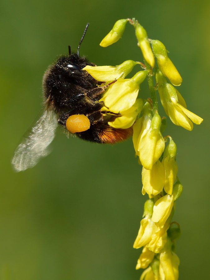 Bumblebee project seeking to help rare species