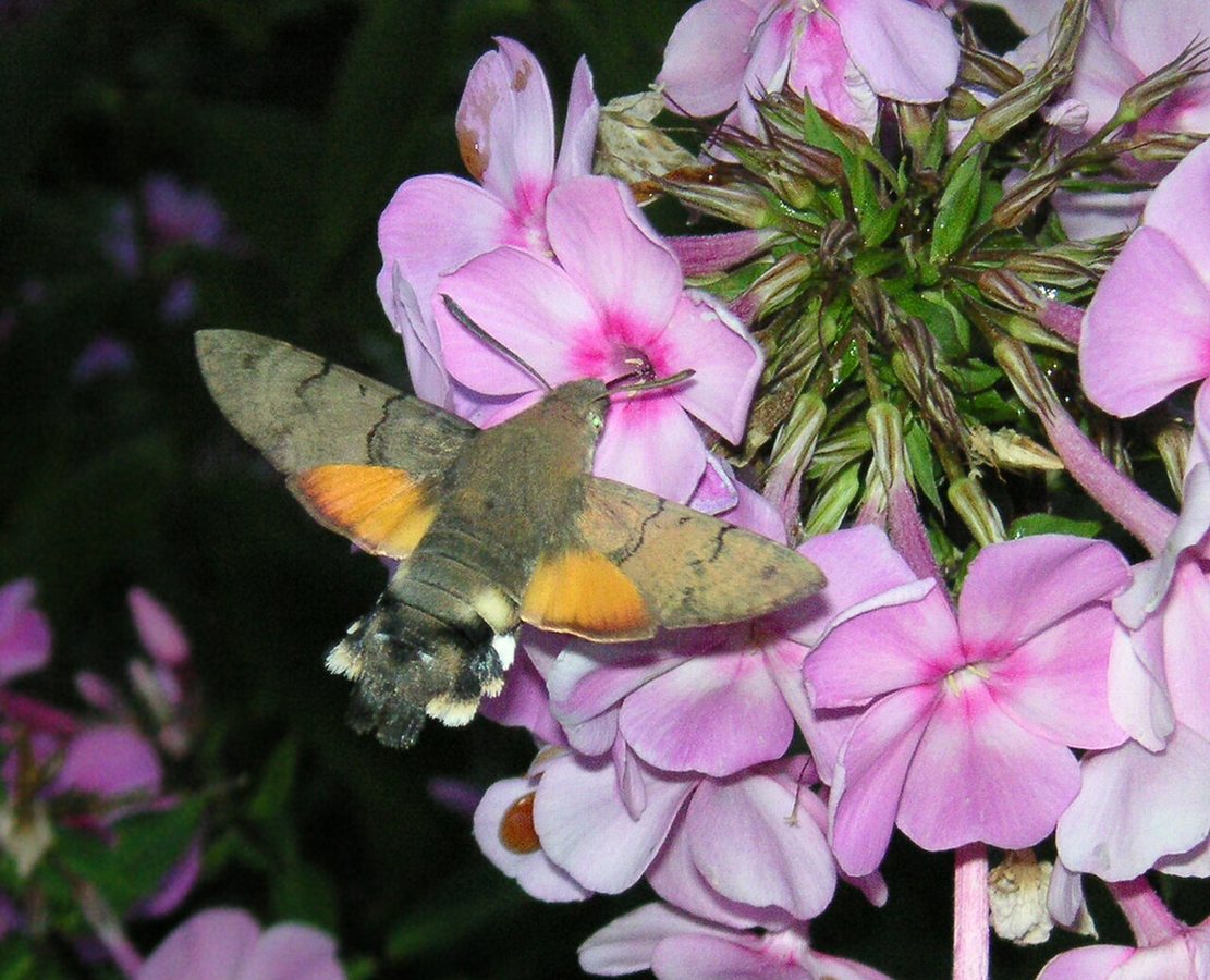 Macroglossum stellatarum