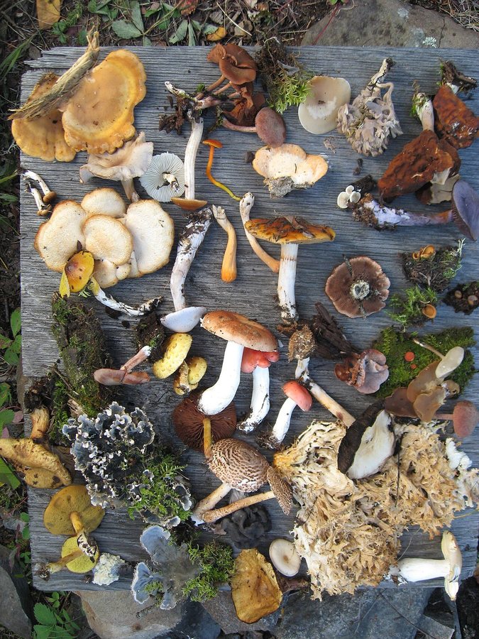 Biodiversity and climate go hand in hand.