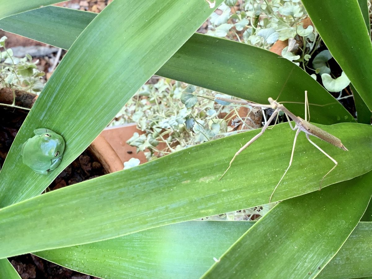 Discovery of new Australian stick insect species reveals case of mistaken identity