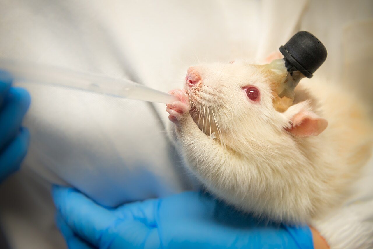 Brain implant lets people with paralysis speak and gesture at the same time