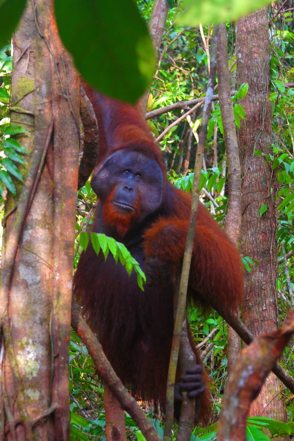 ‘The toll is huge’: El Niño-driven wildfires overwhelm Indonesia’s orangutan population