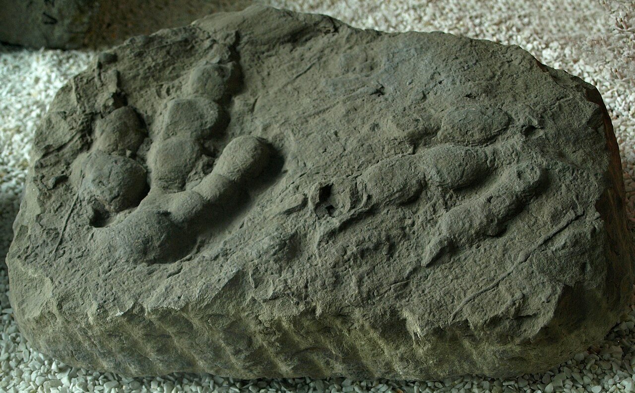 Fossil feet may be misleading scientists about human evolution