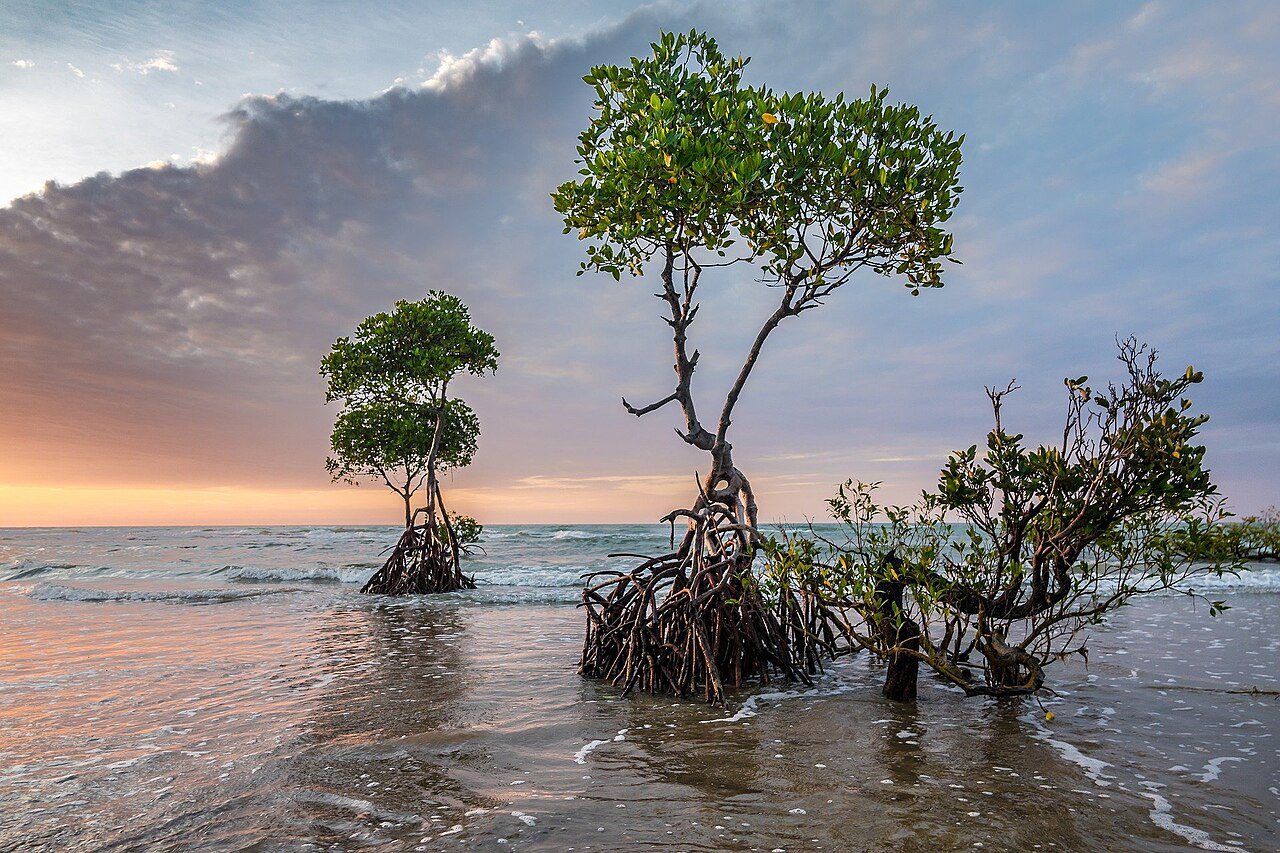 Mountains the Mangroves | Climate Resilience