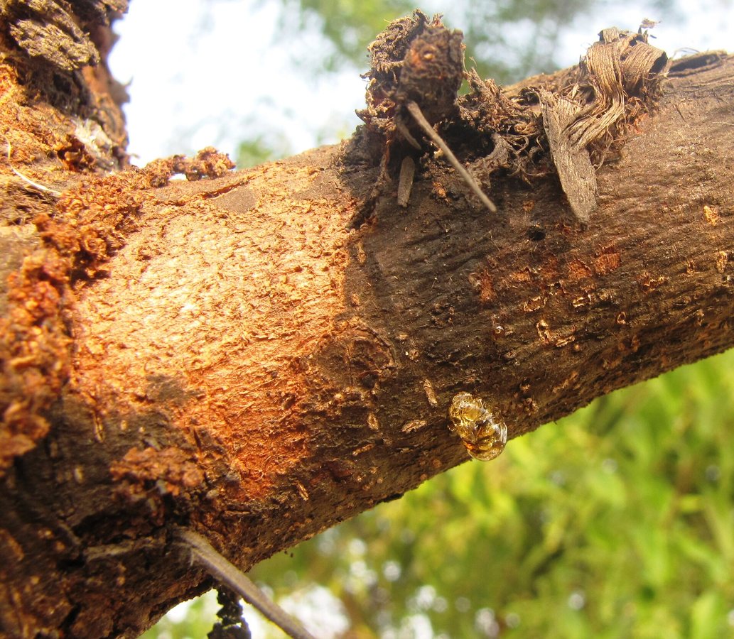 Sudan produces 80% of the world's #gum #arabic. Here is how farmers collect it. #bigbusiness