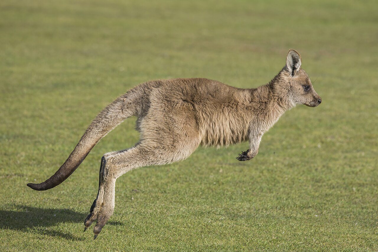 Why do kangaroos hop? #naturepbs #wildlife #animals #stem #kangaroo