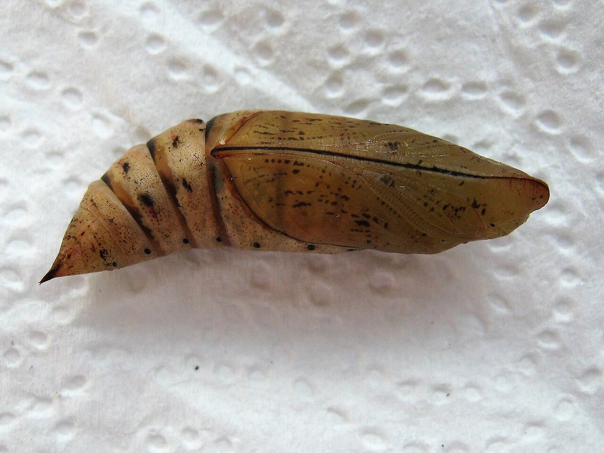 Hummingbird hawk pupa 1