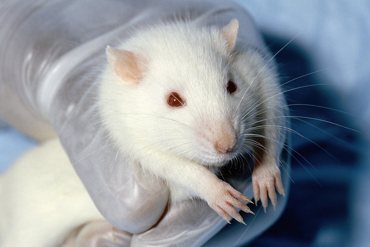 Why it is time to restate the case for the importance of research on animals