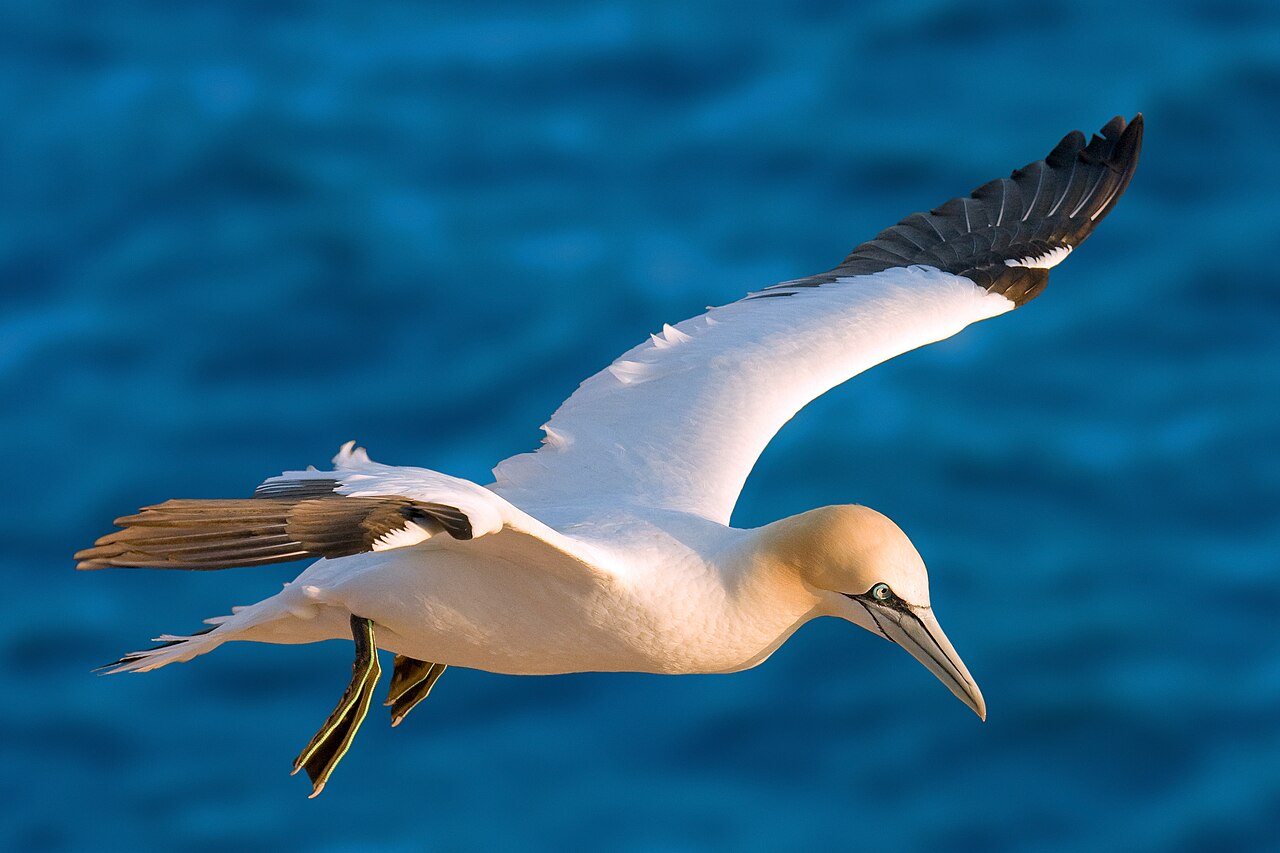 Dramatic gannet dive wins Bird Photographer of the Year competition