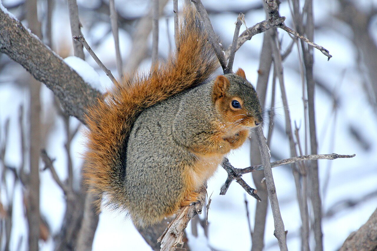 It’s officially bury-everything season! 🐿️ #wildlife #squirrel #naturepbs #autumn #stem