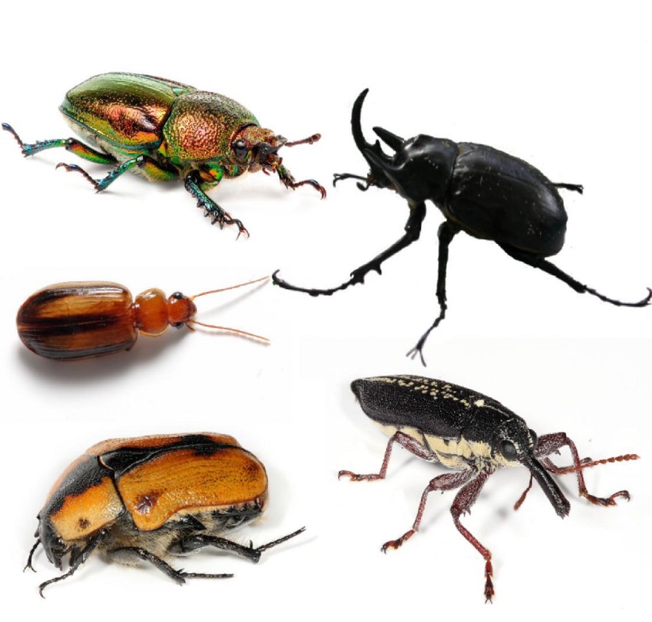 Hint: Some shine like jewels. Others practically disappear. #animals #wildlife #naturepbs #beetle