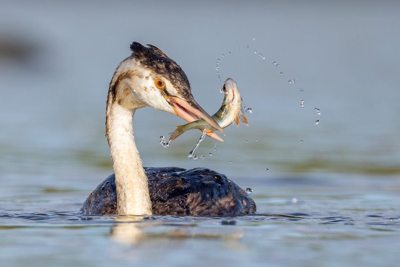 ‘Nature thrives when given a chance’: restored Cheshire wetland now a haven for rare grebe