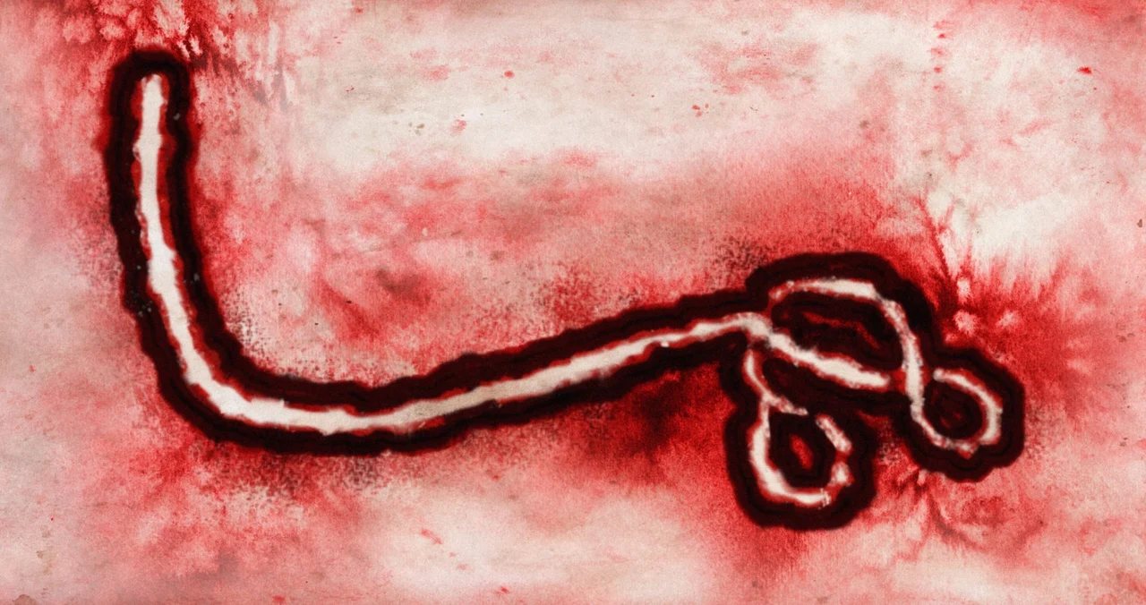 [Comment] rVSVΔG-ZEBOV-GP vaccine-induced seroreactivity to Bundibugyo virus: a cross-protection dilemma