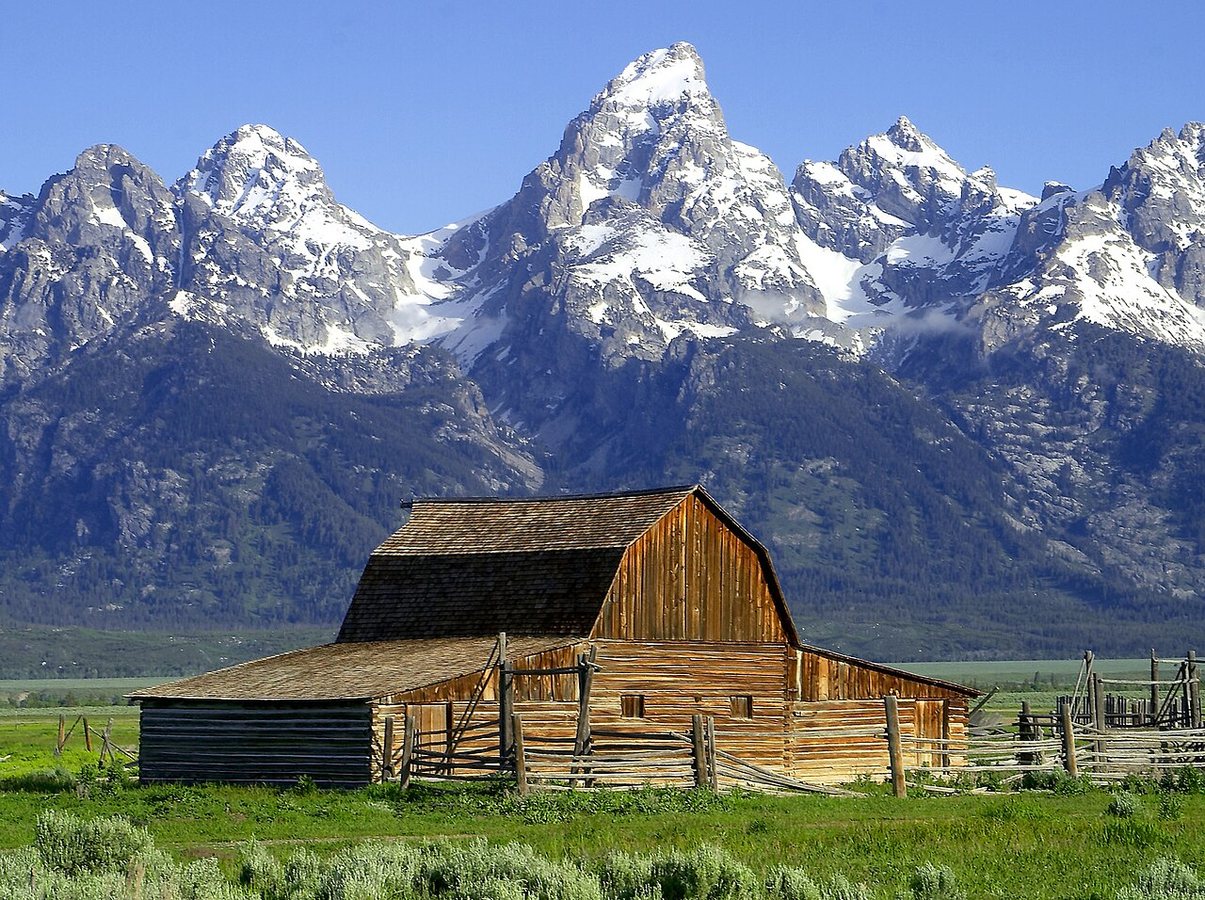 The hidden dangers of a “bear jam.” #naturepbs #wildlife #grizzly #grandtetons #bear