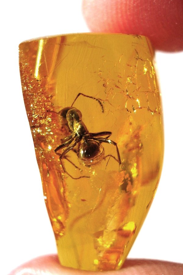 these glowing amber sculptures begin with a natural polymer produced by tiny insects