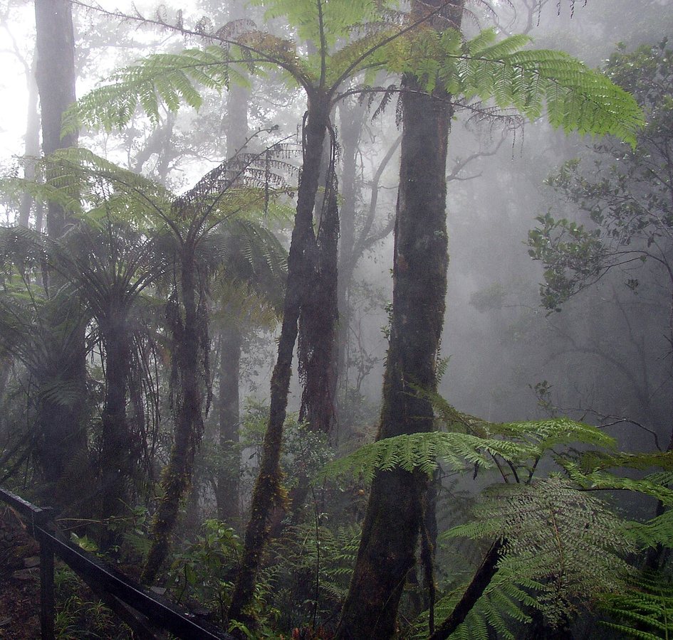 The bird that changed Ecuador: how a chance discovery of a rare species helped to save many more