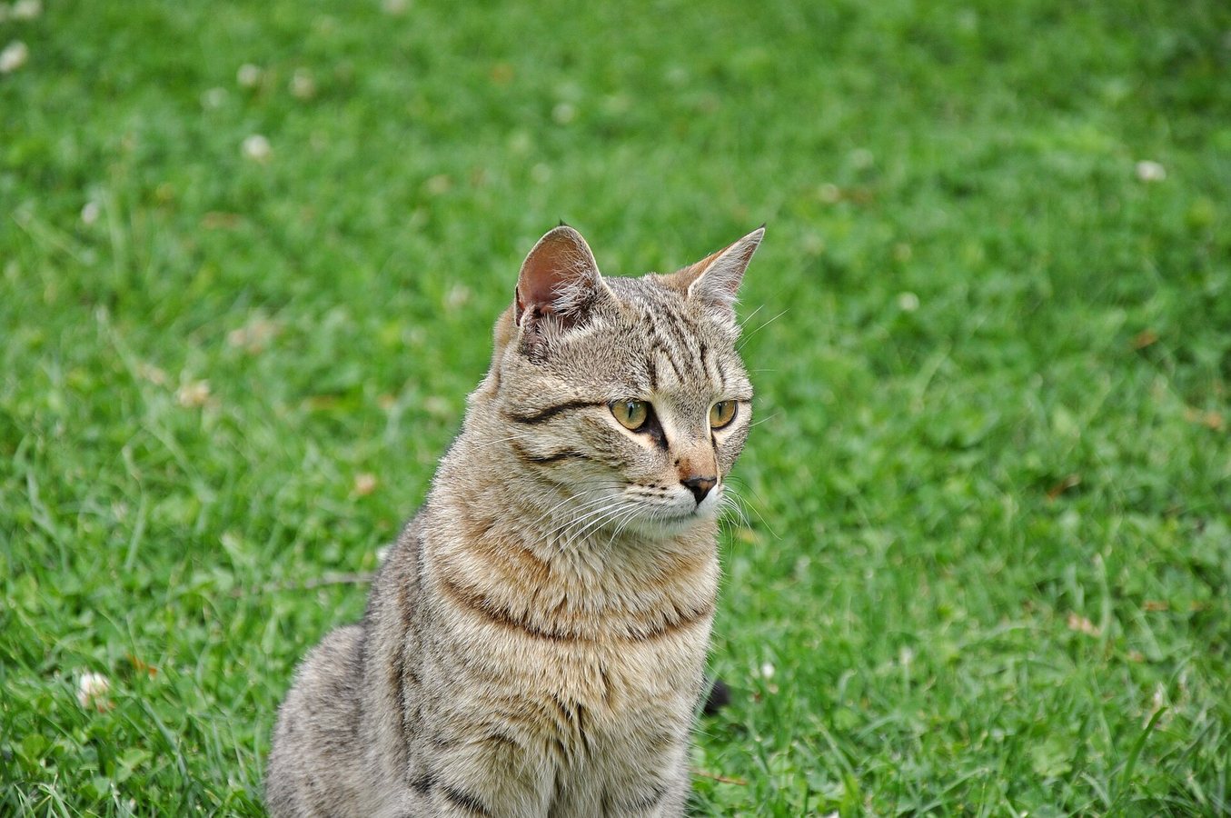 Beautiful new cat species is first to be named in a century