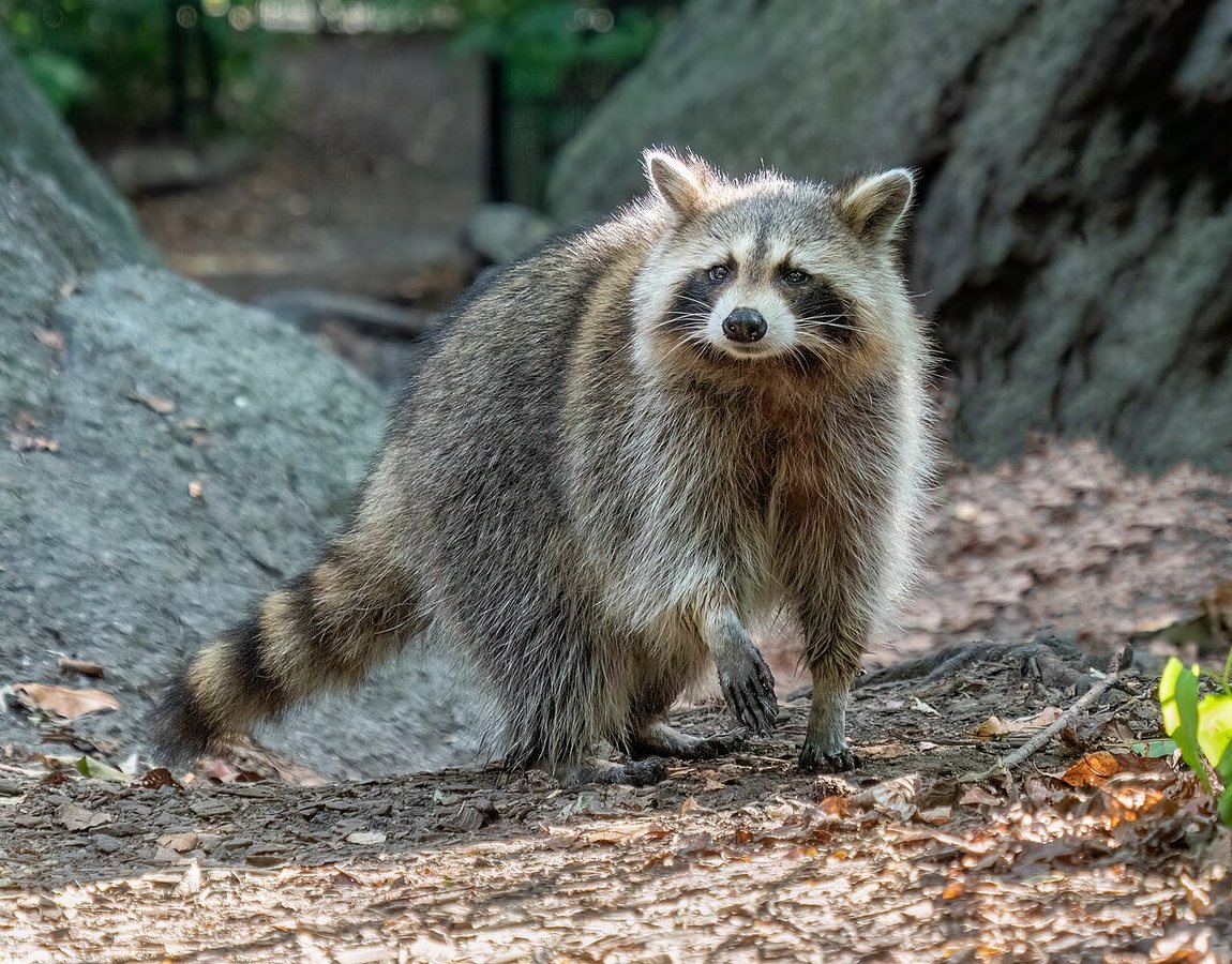 Are we going to have pet raccoons? #naturepbs #wildlife #raccoon #pets #animals