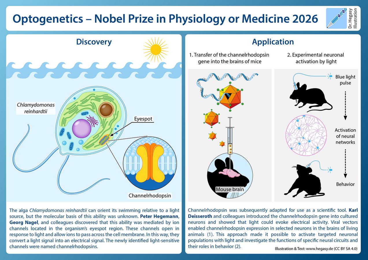 How Light Controls Brain Cells: The Nobel-Winning Discovery of Optogenetics