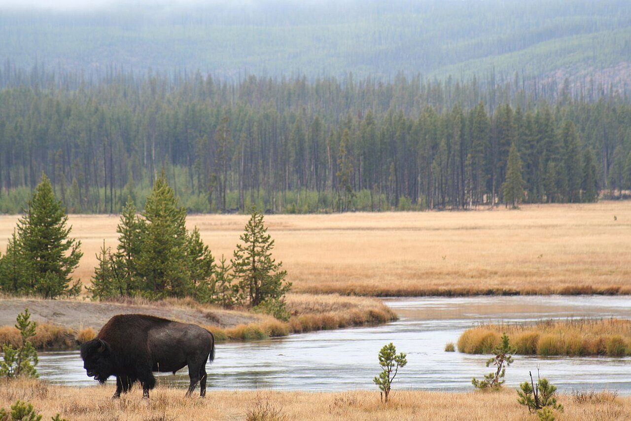 Drones, AI and the future of wildlife conservation