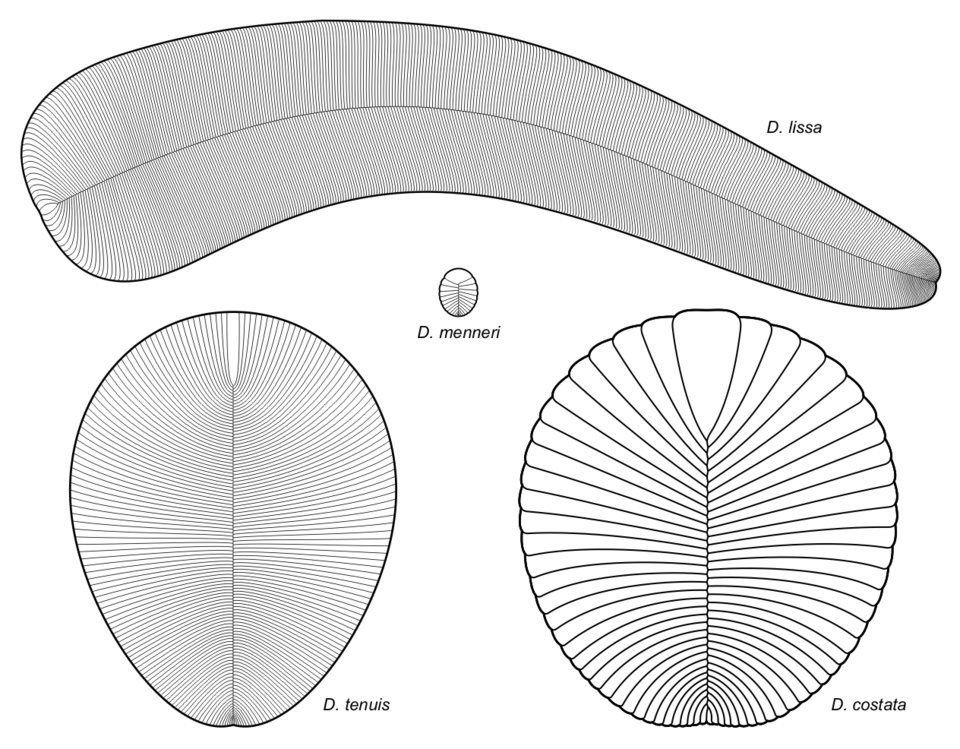 Ediacaran Fossil Reveals Complex Feeding Before the Cambrian Explosion