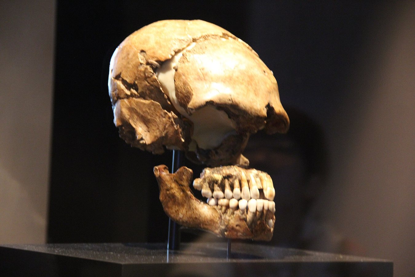 Le Moustier Neanderthal Skull Neues Museum Berlin.jpg