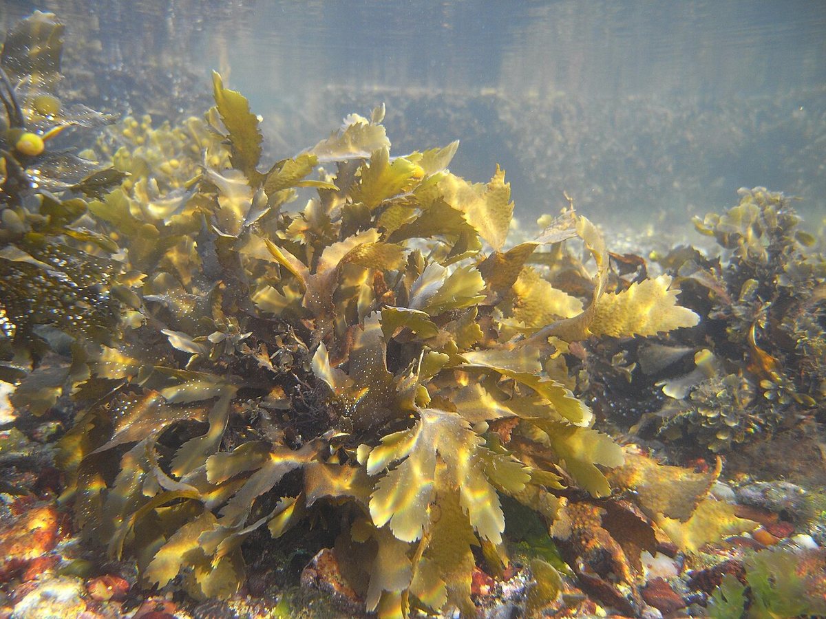 Why growing seaweed isn’t a climate solution