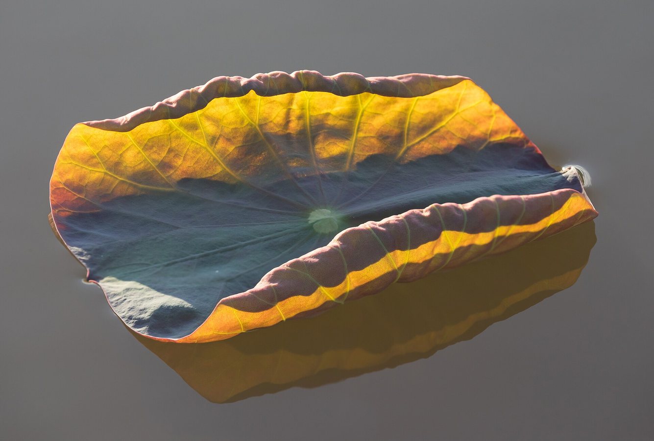 8 Design Products Inspired by Nature