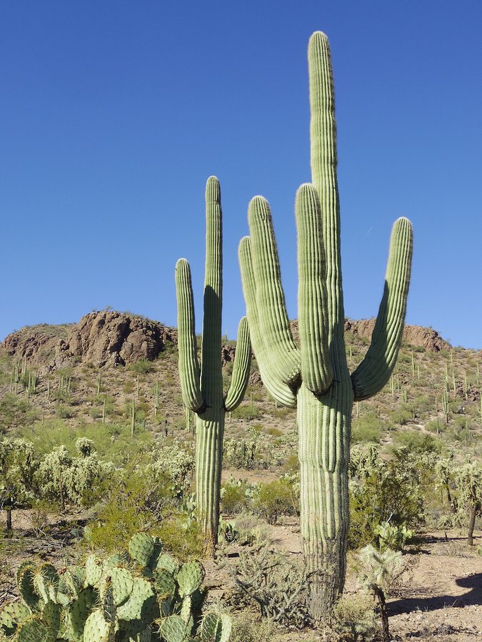 Inside Saguaro National Park (Full Episode) | America's National Parks: Hidden Gems | Nat Geo