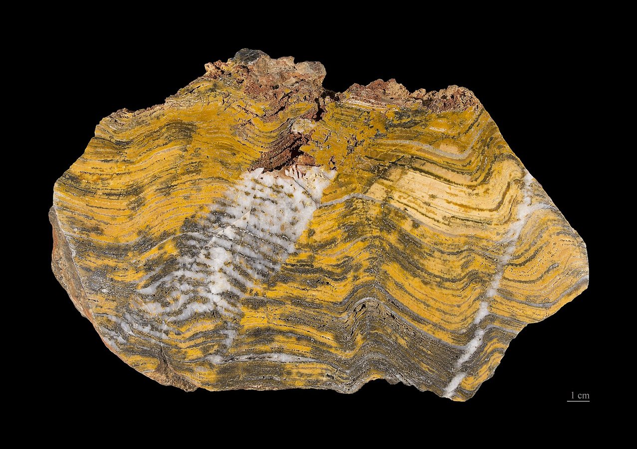 1.7-billion-year-old fossils reveal a crucial clue to the rise of complex life