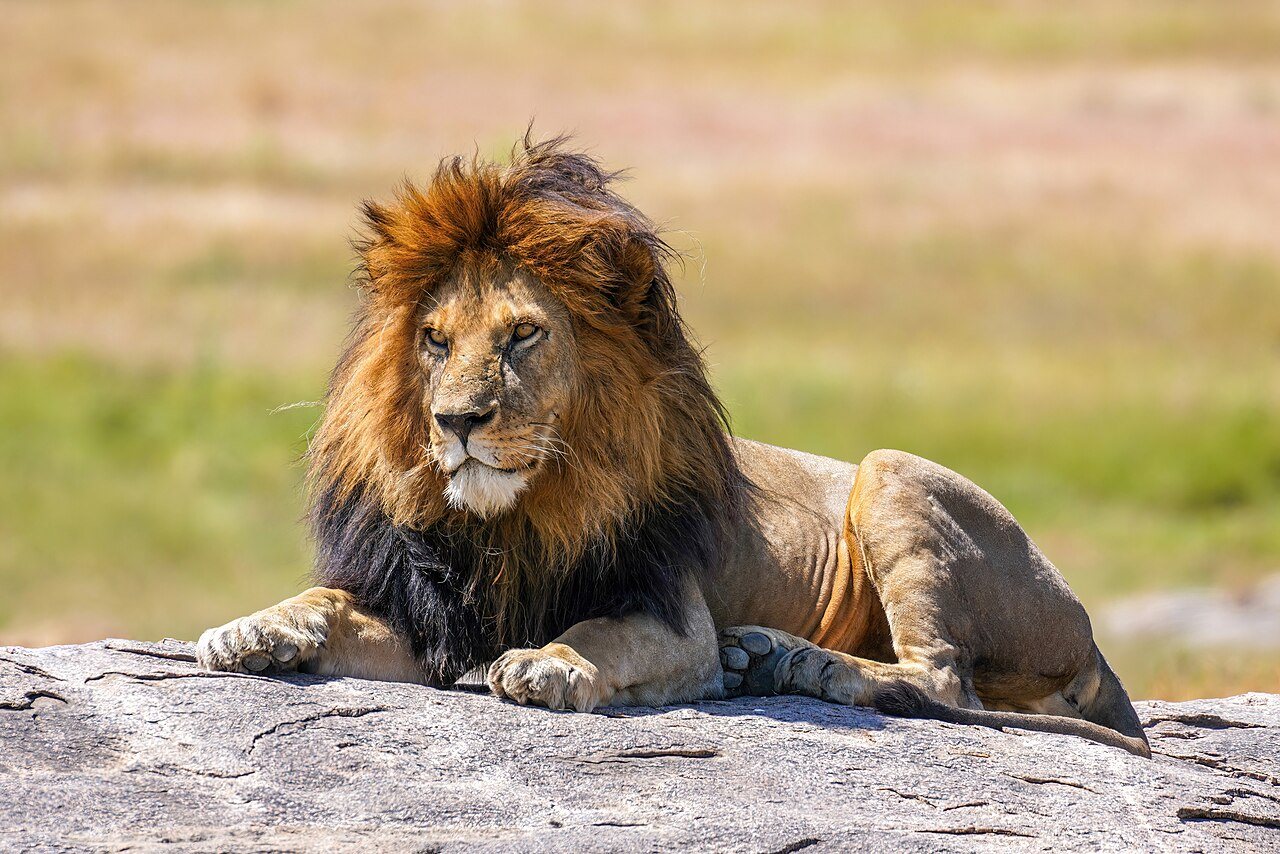 Deadly Animal Showdowns | BBC Earth