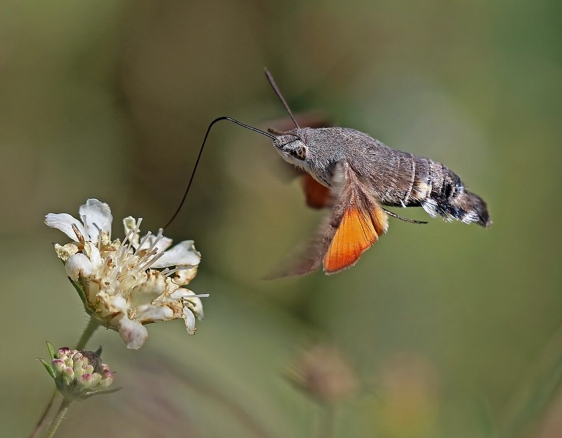 Hummingbird hawk moth Macroglossum stellatarum in flight