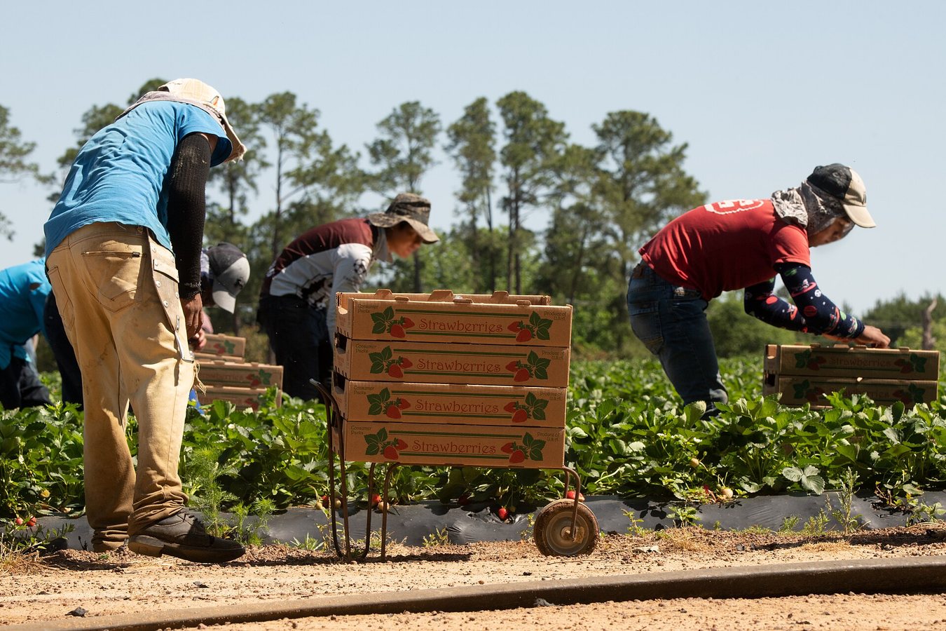 US workers facing deadly heat borrow from tomato pickers to win key protections