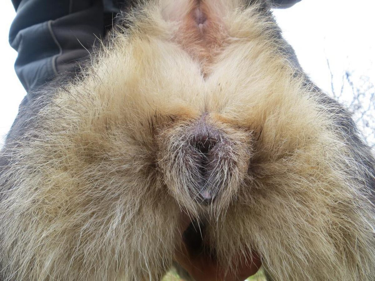 Vulva of a German Shepherd dog