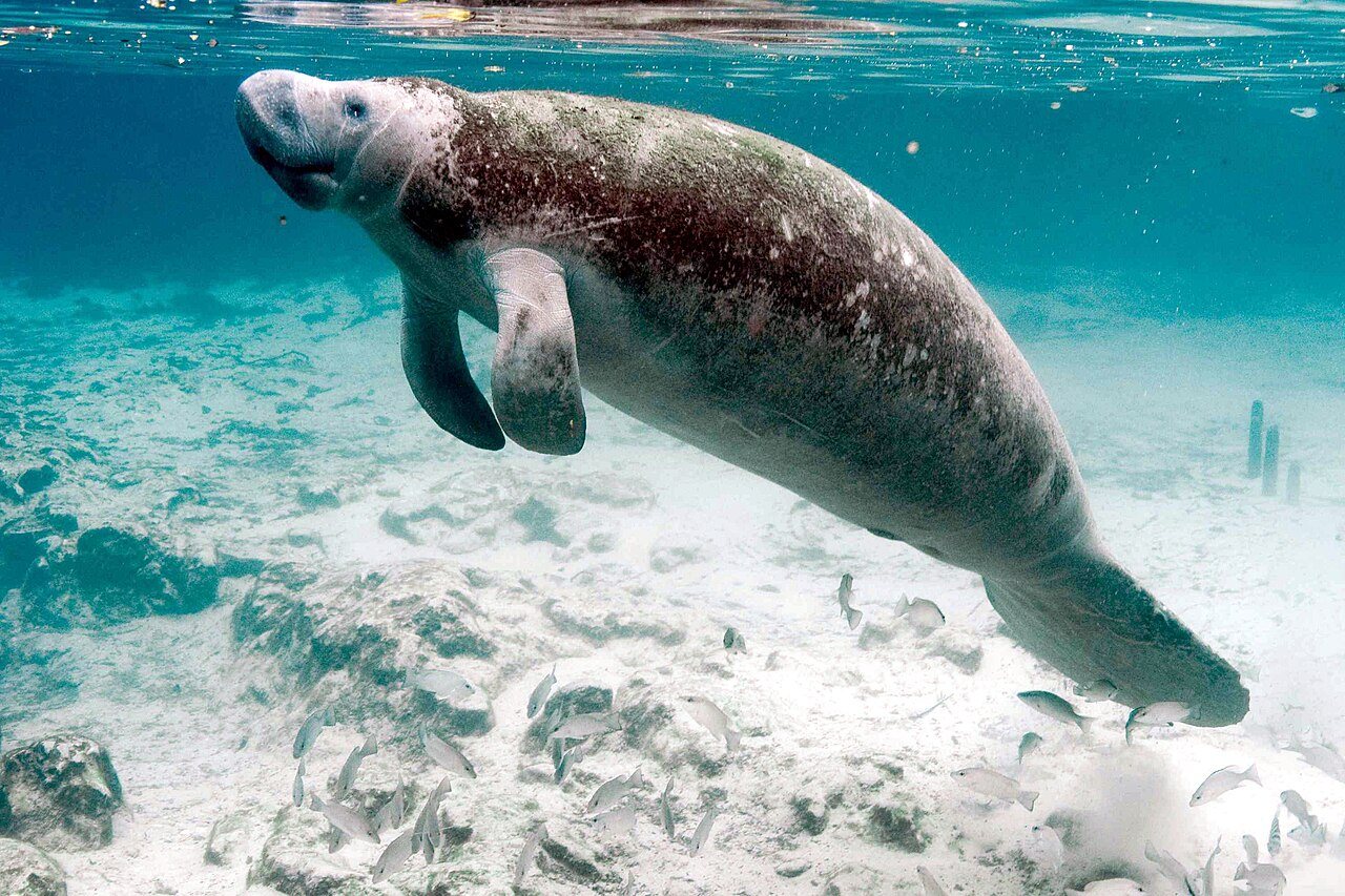 A manatee? A dugong? Or… a hyrax? #edutok #stem #elephant #animals #wildlife