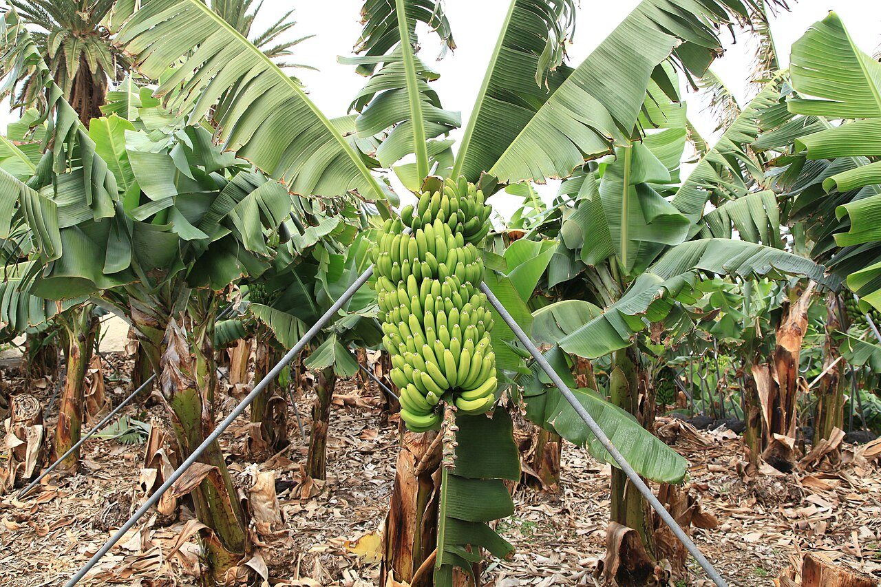 Eine Bananenplantage in San Andrés y Sauces