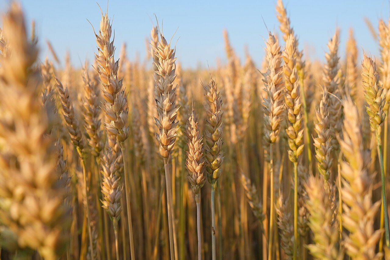 Going with the grain: how restoring biodiversity led one farmer back to heritage wheat