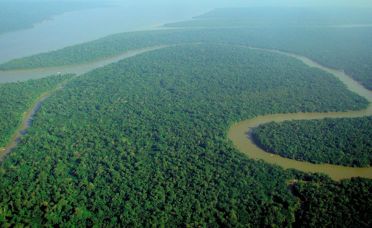 How is climate change affecting conifers and their ability to sequester carbon?
