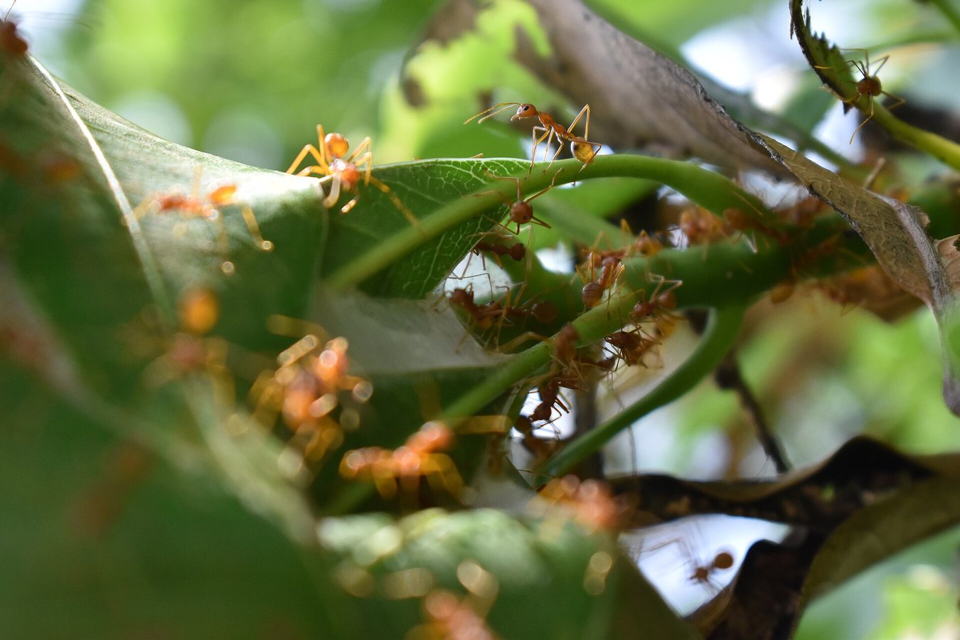 Heathland plan to support two rare species of ant