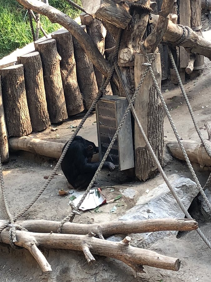 Wild chimpanzees teach youngsters by handing them tools