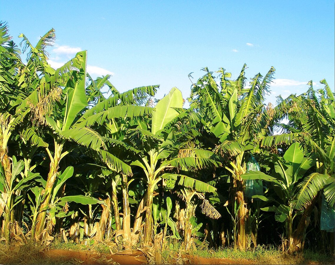 Southeast banana and plantain farmers gain new skills through practical training