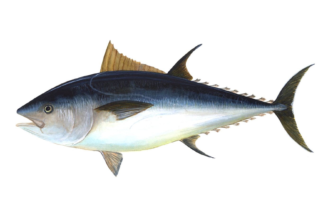 UK bluefin tuna comeback shows nature can recover, says WWF