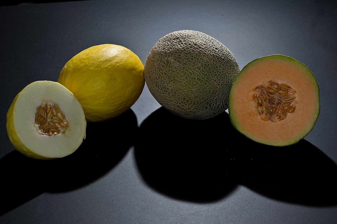 Ancient Melon Seeds Studied