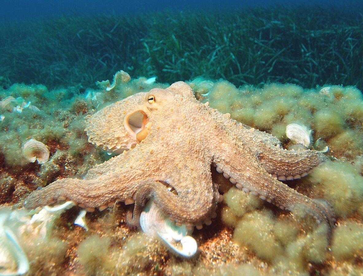Three hearts, no lungs 🐙 #wildlife #naturepbs #animals #ocean #octopus