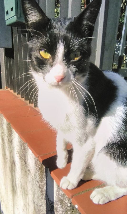 Scientists discover a hidden “ID card” in cat urine