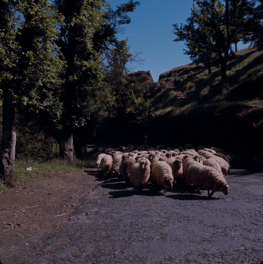 Onze reporter wandelt mee met herders Johan (66) en zoon Toon (39), die helemaal van Achel naar Brussel trekken met 350 schapen én een boodschap voor de politiek