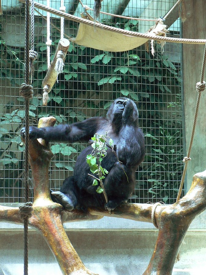 Goryl w zoo w Bazylei