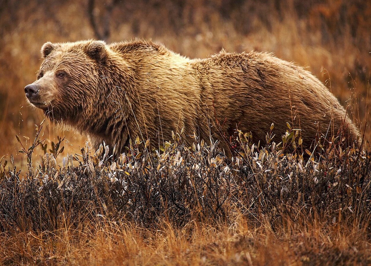 2026 update: Grizzlies in the Lower 48 remain protected under the Endangered Species Act. #grizzlies