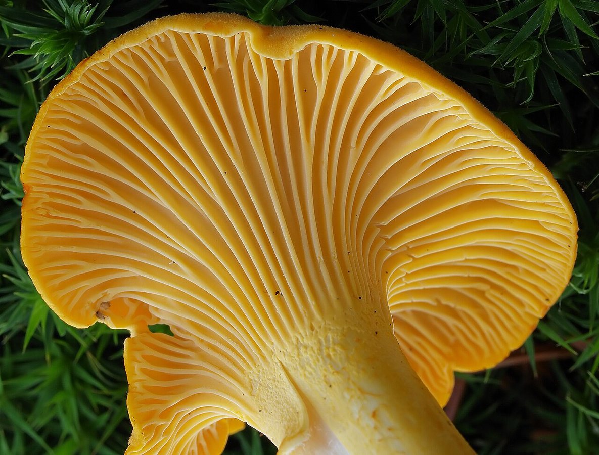 10 types of mushrooms and their uses