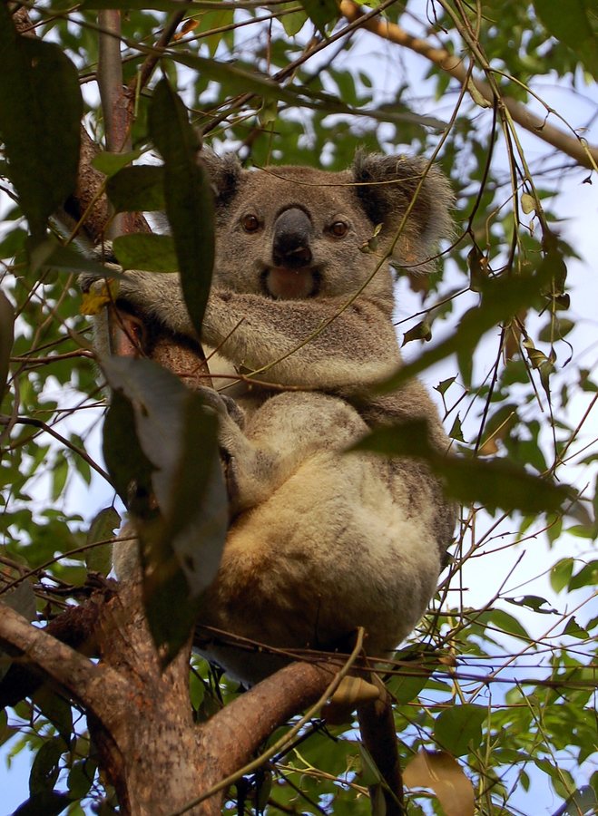 Victoria’s koalas in chronically poor health and population is half what was previously estimated